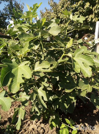 Саженцы инжира