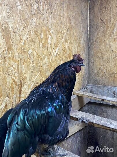 Домашняя птица