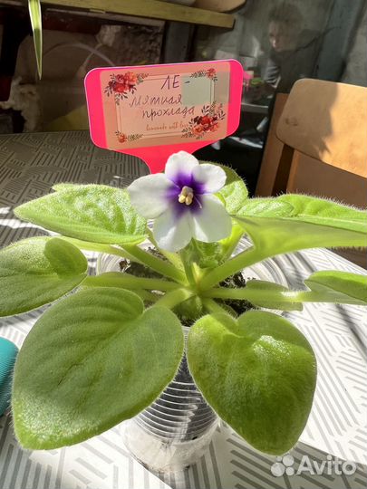 Детки сортовых фиалок