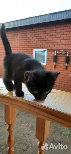 Котёнок мальчик