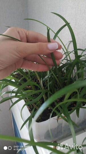 Гиппеаструм