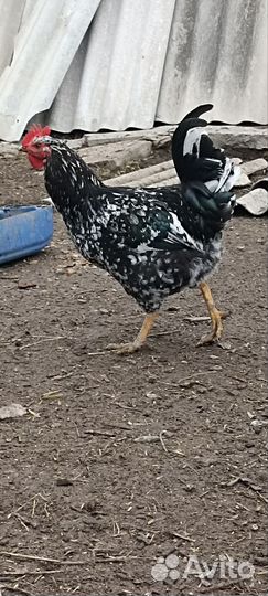 Петухи ливенская ситцевая