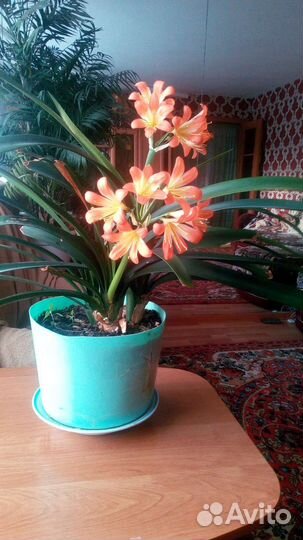 Кливия