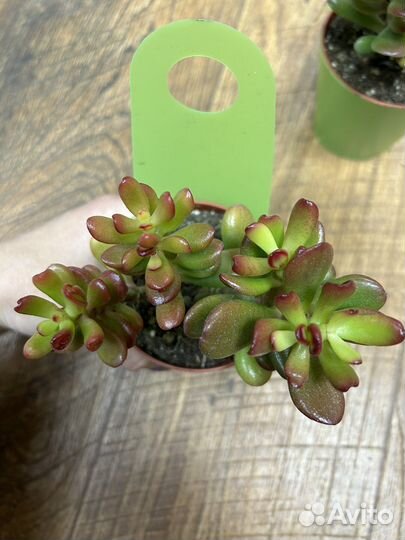 Редкие суккуленты