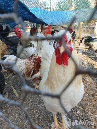 Петухи молодые