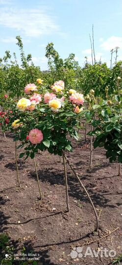 Павлония, Трапезунд, Жасмин, ива,черноплодка