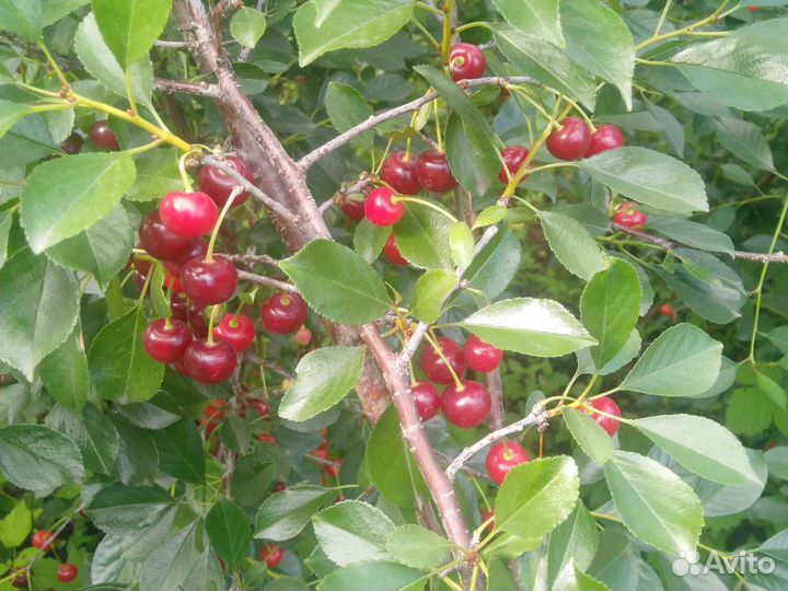 Огурцы, вишня, крыжовник, картошка