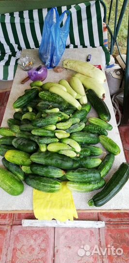 Капельный полив комплект новый