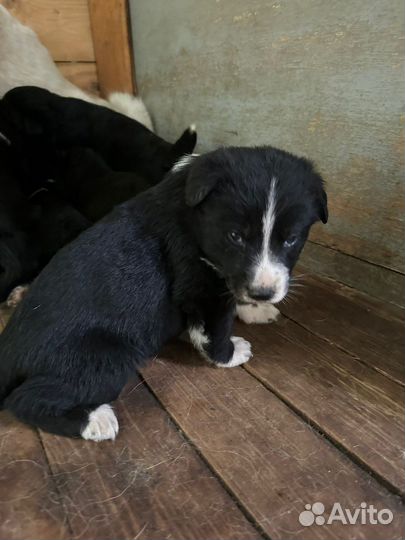 Щенки самоеда