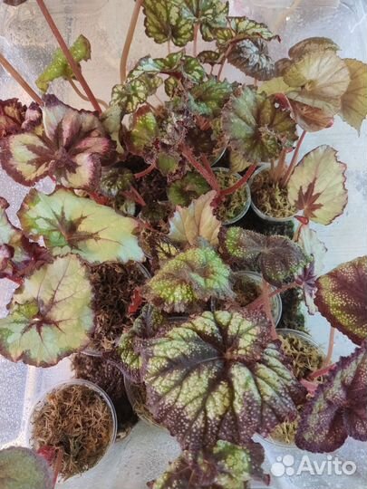 Распродажа бегоний