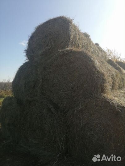 Сено от заготовителя с доставкой по области