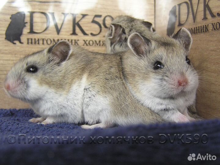 Китайский хомячок питомник