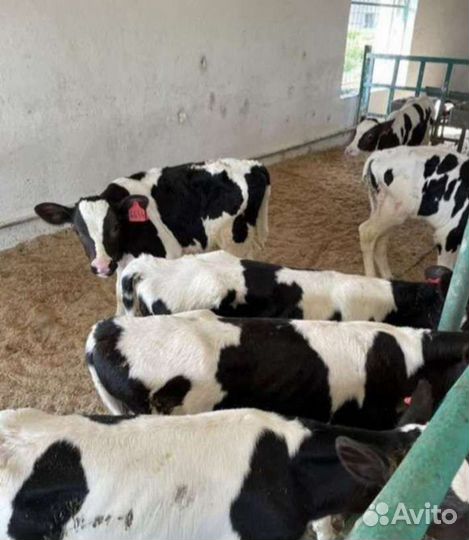 Телята бычки