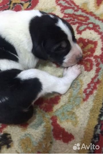 Охотничья собака