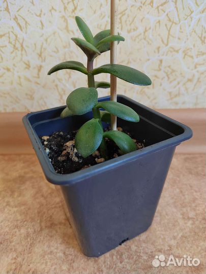 Денежное дерево