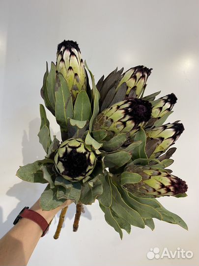 Букет из протеи