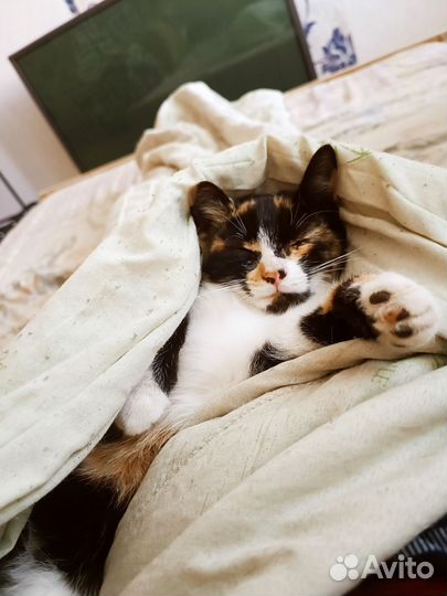 Кошечка в добрые руки