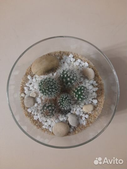 Флорариум с кактусом