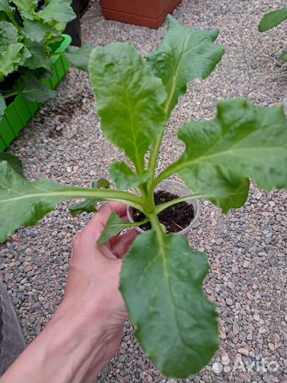 Астра, колокольчик, душистый табак рассада