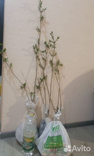 Саженцы сирени махровой