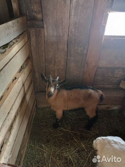 Козлик на племя