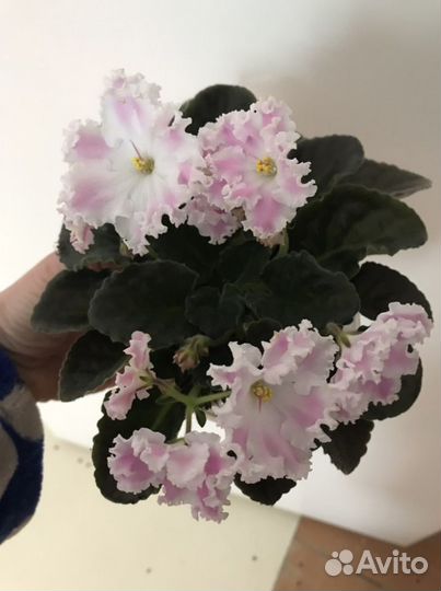 Фиалка «зефир»