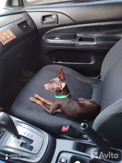 Вязка той терьер