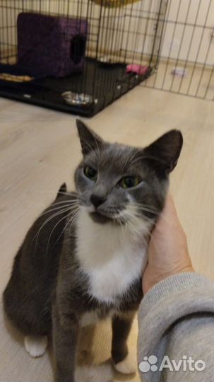 Кошка ласкушка