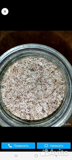 Семена укропа