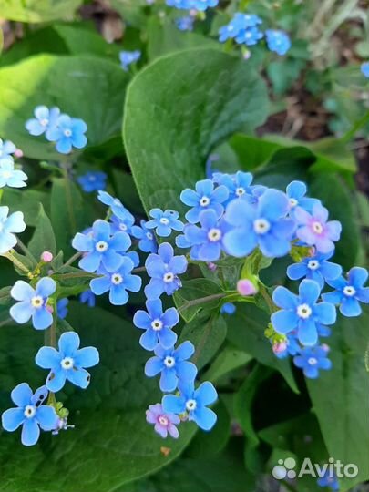 Многолетники