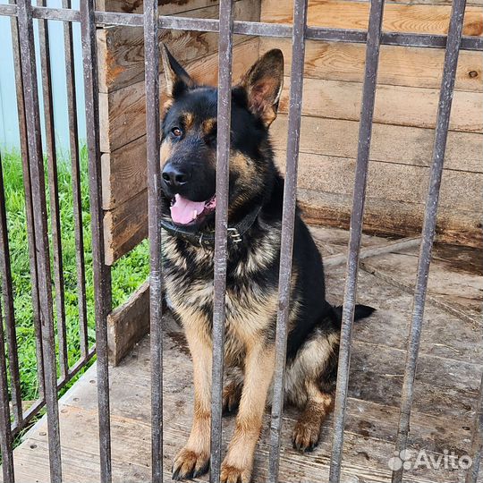 Немецкая овчарка вязка кабель