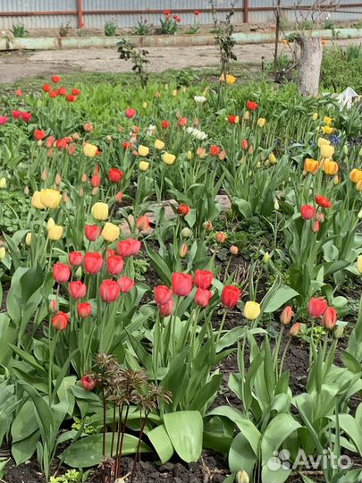 Садовые растения и цветы