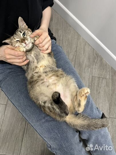 Кошка-компаньон в добрые руки