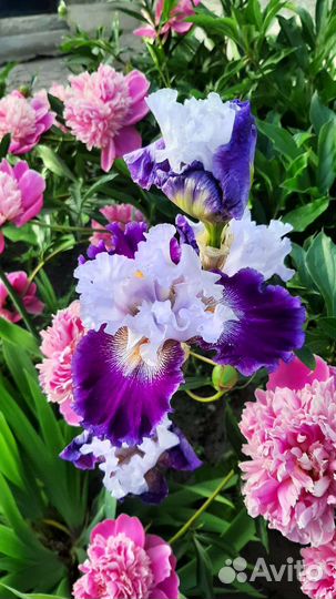 Ирисы бородатые