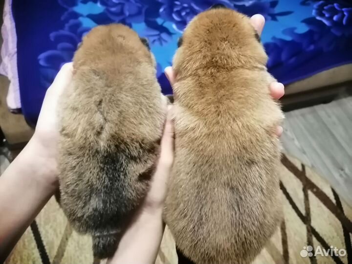 Сиба ину щенки