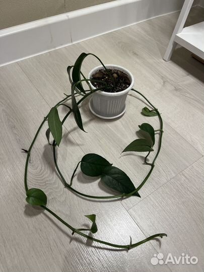 Филодендрон эпипремнум