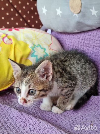 Пенке 2 мес и ей не повезло оказаться в приюте