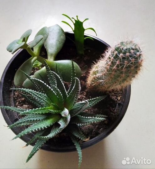 Суккуленты (микс)