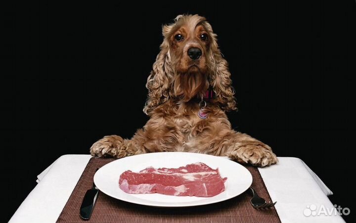 Мясо для собак с бесплатной доставкой