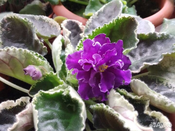 Фиалка мохровая