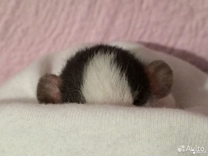 Крыса Дамбо