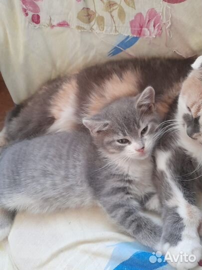 Котёнок (мальчик) в добрые руки