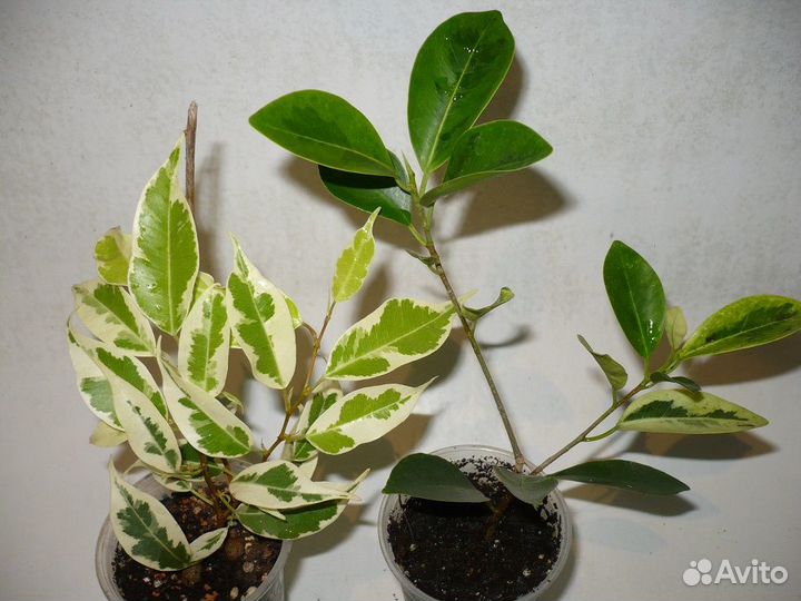 Фикус мелколистные