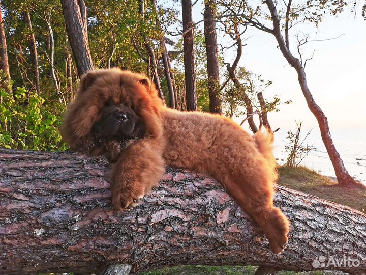 Чау-чау щенки