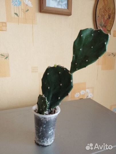 Кактусы, суккуленты и другие цветы