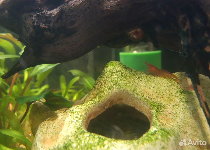 Креветка Вишня красная