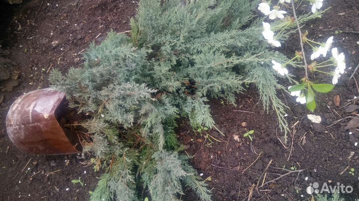 Можжевельники