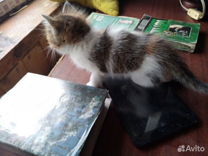 Котенок девочка, мышеловка