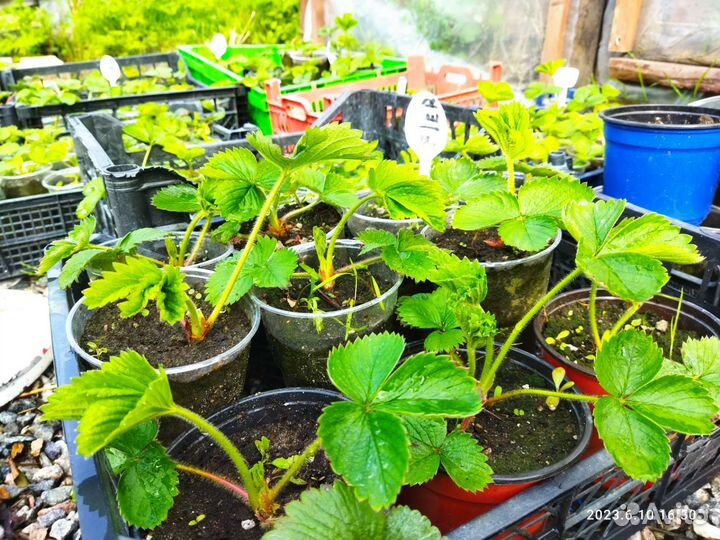 Рассада клубники