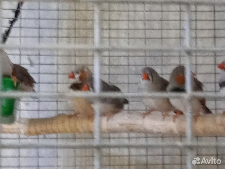 Попугаи 5видов